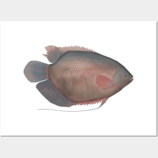 Elephant Ear Gourami Posters and Art